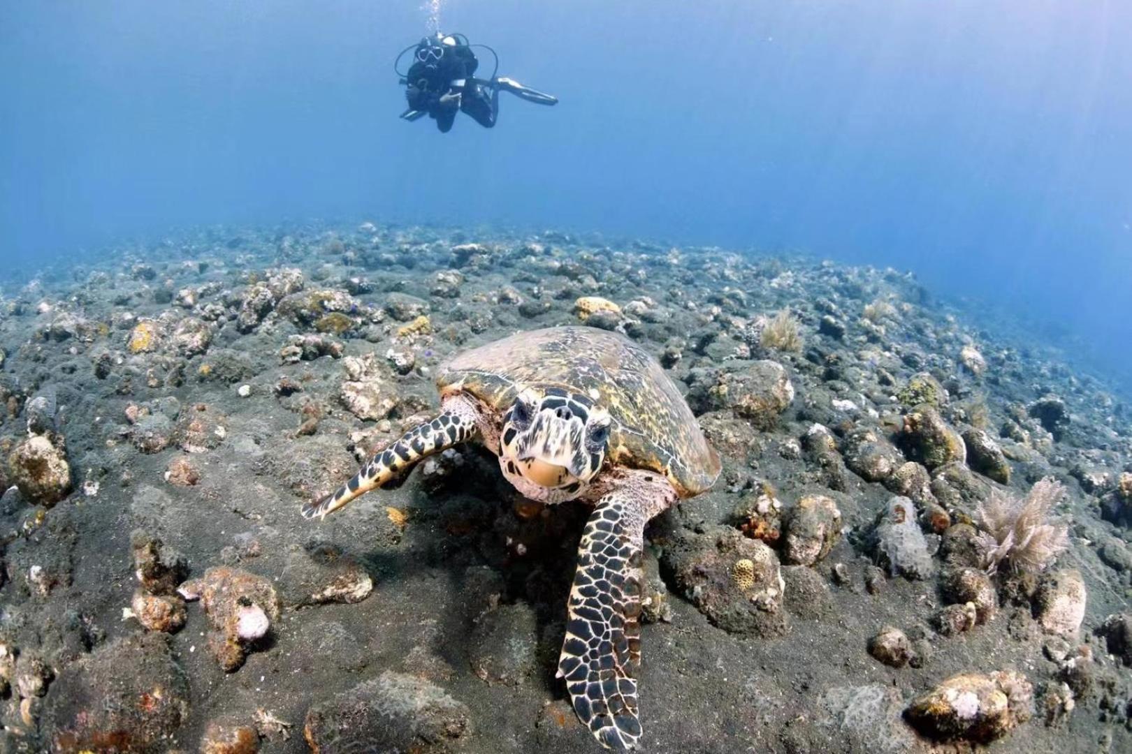 Tulamben Villa Alba Bali Dive Resort מראה חיצוני תמונה
