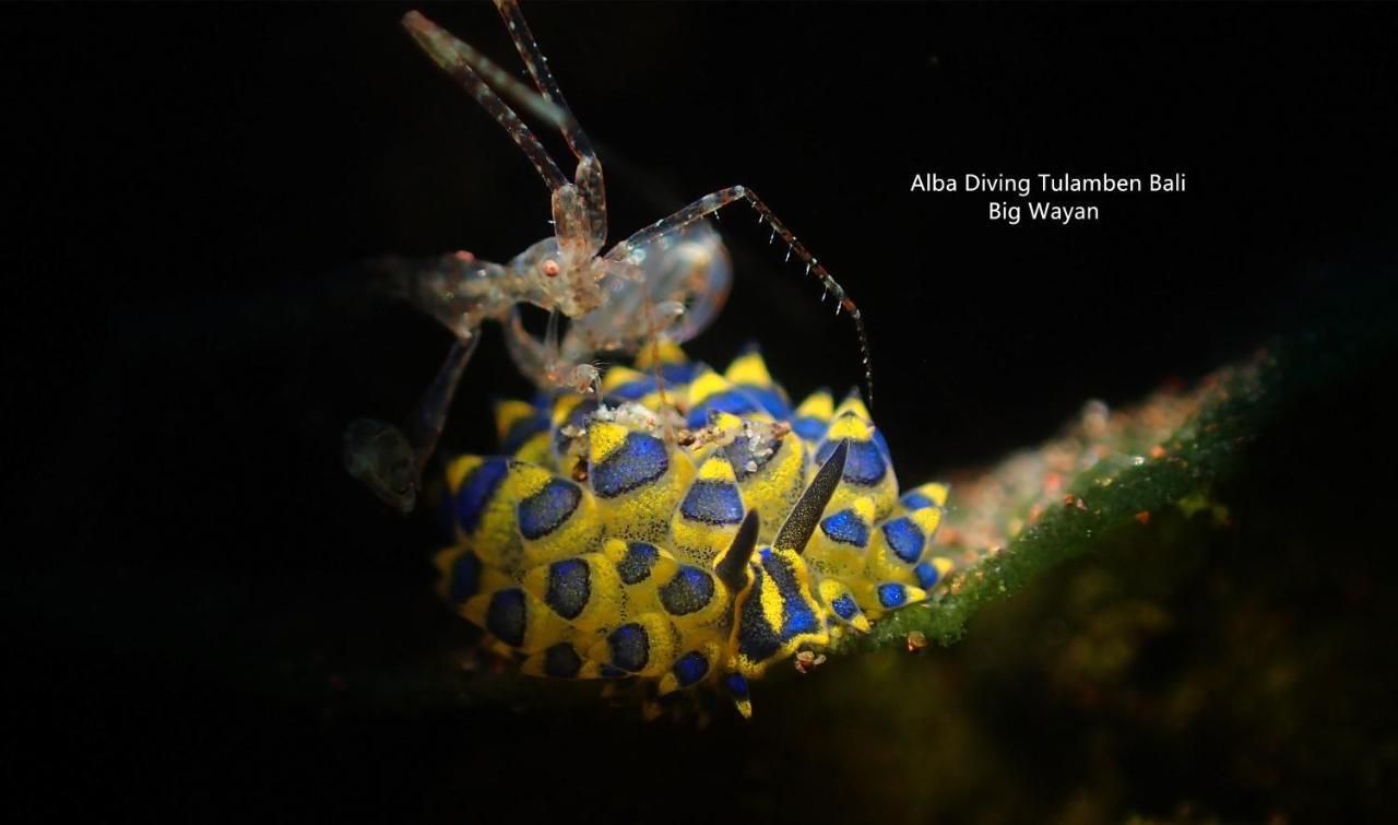Tulamben Villa Alba Bali Dive Resort מראה חיצוני תמונה
